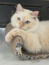 GENIE, Katze, Langhaarkatze in Spanien