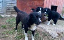 SORSHA, Hund, Mischlingshund in Hennickendorf