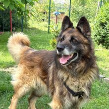 LOKI, Hund, Deutscher Schäferhund in Rumänien