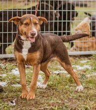 SZEPI, Hund, Mischlingshündin in Ungarn