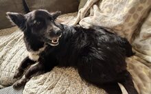 CAPRI, Hund, Hütehund-Mix in Lampertheim