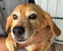 CARA, Hund, Mischlingshund in Rösrath