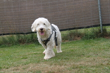 DOBBY, Hund, Mischlingshund in Eixen