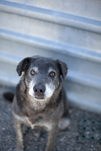 PEPSI, Hund, Mischlingshund in Belgien