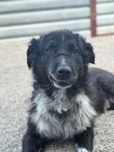 DAVIE, Hund, Mischlingshund in Rumänien