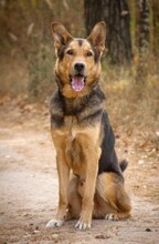 TOBI, Hund, Mischlingshund in Bissendorf