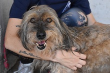 ARELIO, Hund, Mischlingshund in Italien