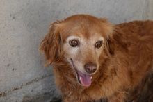 ALENYA, Hund, Mischlingshund in Italien