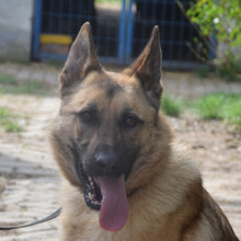 AMY, Hund, Mischlingshund in Ungarn