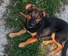 GOOFY, Hund, Mischlingshund in Rumänien