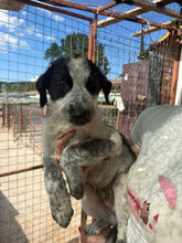 GERDA, Hund, Mischlingshund in Rumänien