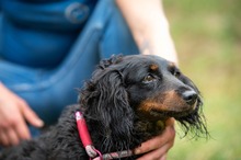 ROZI, Hund, Langhaardackel Mix in Ungarn