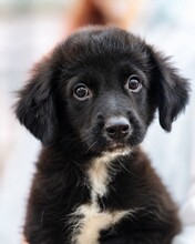PETER, Hund, Mischlingshund in Rumänien