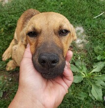 BELLA, Hund, Mischlingshund in Rumänien