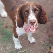 ALMA, Hund, English Springer Spaniel-Mix in Boxberg
