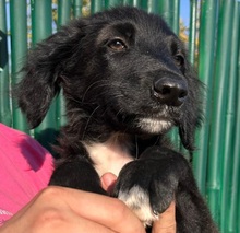 CAMUS, Hund, Mischlingshund in Italien