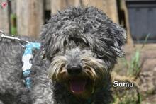 SAMU, Hund, Mischlingshund in Donzdorf