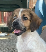 ERNAUX, Hund, Mischlingshund in Boxberg
