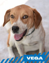 VEGA, Hund, Mischlingshund in Bulgarien