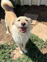 BENZI, Hund, Mischlingshund in Bulgarien