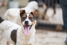 MIO, Hund, Mischlingshund in Bulgarien