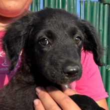 LESSI, Hund, Mischlingshund in Boxberg