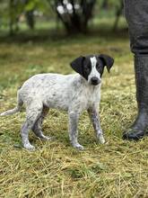 TRACY, Hund, Mischlingshund in Neulußheim