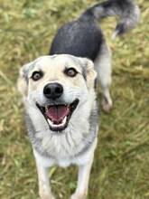 NANCY, Hund, Mischlingshund in Bulgarien
