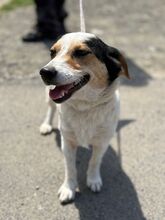 LORA, Hund, Mischlingshund in Bulgarien