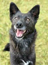 ALISA, Hund, Mischlingshund in Bulgarien