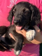 GLÜCK, Hund, Mischlingshund in Italien