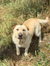 BERTA, Hund, Shar Pei in Bulgarien