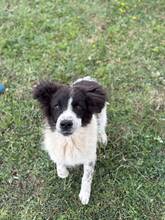 PANDA, Hund, Mischlingshund in Bulgarien