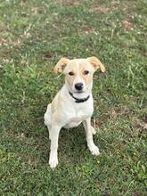 LEYLA, Hund, Mischlingshund in Bulgarien