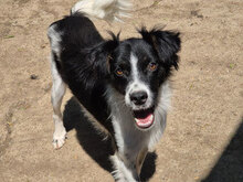 FLYNN, Hund, Mischlingshund in Bulgarien