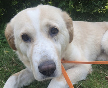 MILLIE, Hund, Mischlingshund in Salzhausen