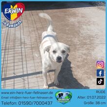 ERWIN, Hund, Mischlingshund in Rumänien