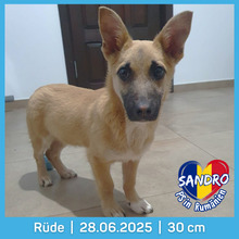 SANDRO, Hund, Mischlingshund in Rumänien