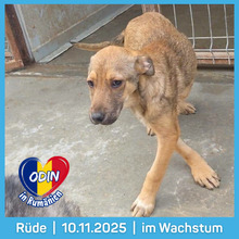 ODIN, Hund, Mischlingshund in Rumänien