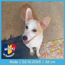WOCKI, Hund, Mischlingshund in Rumänien