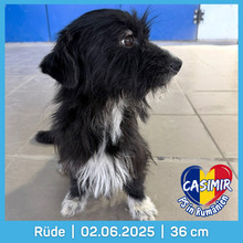 CASIMIR, Hund, Mischlingshund in Rumänien