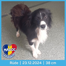 MADOC, Hund, Mischlingshund in Rumänien