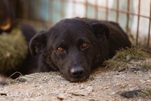 SASHA, Hund, Mischlingshund in Kroatien