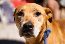 BALLY, Hund, Mischlingshund in Kroatien