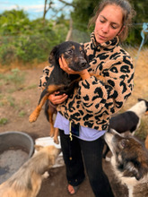 AMIGO, Hund, Mischlingshund in Rumänien