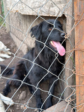 SANTA, Hund, Mischlingshund in Rumänien