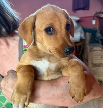 LOKI, Hund, Mischlingshund in Rumänien