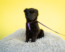 DAYITA, Hund, Mischlingshund in Hagen