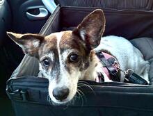 LISBETH, Hund, Corgi-Mix in Algermissen