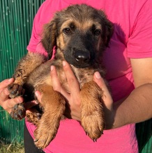 NERUDO, Hund, Mischlingshund in Italien